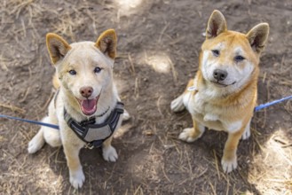 Two red Shiba Inu dogs are seen sitting side by side in the park. One mature canine and a young