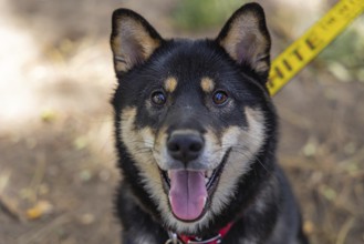 Closeup and front headshot of a healthy black and tan Shiba Inu pet dog sitting in the park during