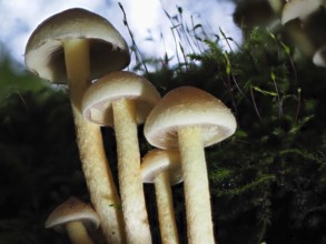 Mushroom sulphur heads (Hypholoma), blurred background, North Rhine-Westphalia, Germany, Europe