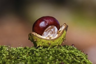 Chestnut in a shell on a moss