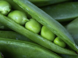 Close Up Peas pod green vegetable macro angle