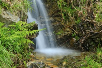 A small waterfall falls over rocky terrain, surrounded by ferns and roots, Fahler Wasserfall,