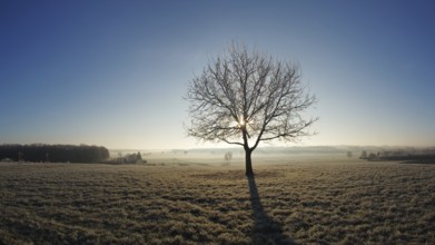 Tree at sunrise