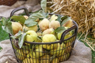 Picked quinces with green leaves in a rustic harvest basket