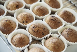 Homemade Muffins with Chocolate Chips on a Oven Grill over a Wooden Table, in a shallow depth of