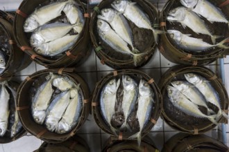 Mackerel fish in bamboo basket at market, Thailand, Asia