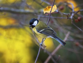 Closeup of a great tit bird sitting on the branch of a tree