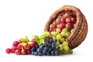 Basket and scattered grapes isolated on a white background