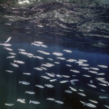 Fish School Underwater. Fishes underwater background
