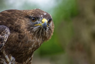 Close-up of the head of an hawk