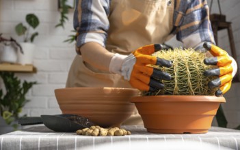 Repotting overgrown home plant large spiny cactus Echinocactus Gruzoni into new bigger pot. A woman