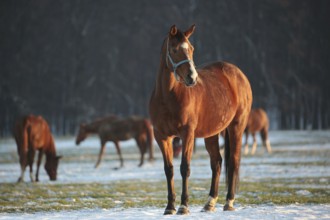 Horse in a snowy pasture at dusk, December, Poland, Europe