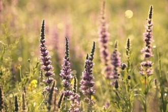 Loosestrife (Lythrum salicaria) on a meadow at dawn