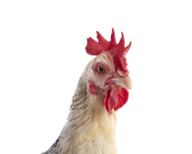 Sussex hen original from England on white background