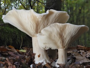 Clouded funnel fungus (Clitocybe nebularis), blurred background, North Rhine-Westphalia, Germany,