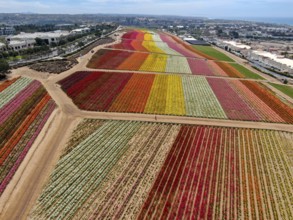 Aerial view of Carlsbad Flower Fields. tourist can enjoy hillsides of colorful Giant Ranunculus