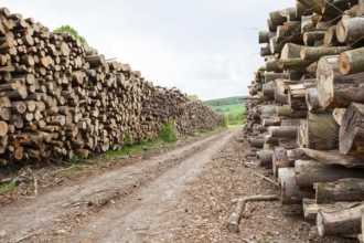 Pile of beech wood, Germany, Europe