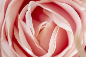 Closeup macro photo of pink rose petals