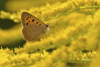 Small copper on a Canada goldenrod