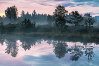 Foggy dawn in the Wenger Moor, an upland moor in Salzburger Land, Austria, Europe