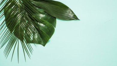 Empty space for text and tropical leaves on blue background. Top view or flat lay. Tropical