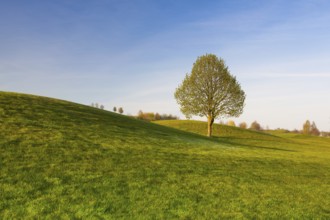 On a empty golf course at sunset