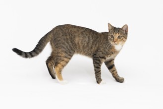Cat is walking on a white background. The multiracial female cat. The young female cat walks