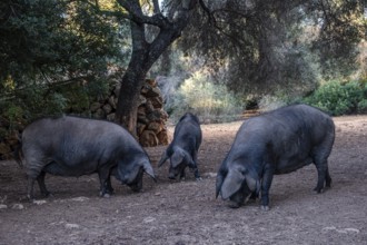 Herd of black pigs of Majorcan variety, Llucmajor, Majorca, Spain, Europe