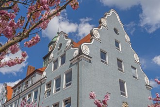 Volute gable, secondary school, Wittelsbacherschule from 1906 and early ornamental cherry Accolade