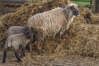 A sheep with two lambs standing on a heap of straw on a farm, weseke, münsterland, germany