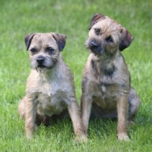 Typical two Border Terriers in the spring garden
