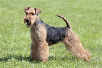 Typical Welsh Terrier in the spring garden