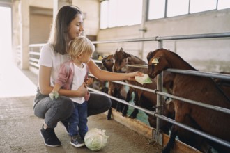 Mom and little girl are feeding cabbage leaves to goatlings through the fence.