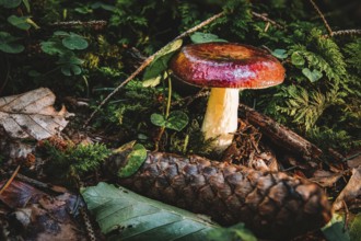 Russula paludosa is an edible species of mushroom within the large genus Russula. It is common to
