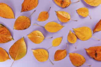 Orange coloured autumn leaves on lilac board, closeup top down view, Liptovsky Hradok, Slovakia,
