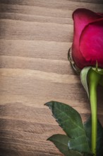 Natural rose with green leaves on wooden board holiday concept