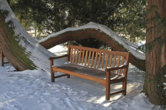 Bench under an old tree, snow-covered palace garden of Hohenheim Palace, University of Hohenheim,