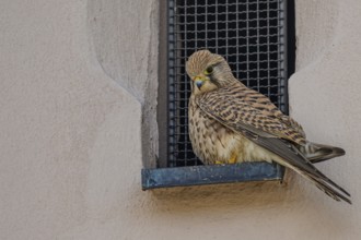 Curious looking female Common Kestrel (Falco tinnunculus) in a window opening with bars, Jesuit