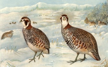 Painting of Partridge, black breasted, china bateya (Hindi Name)