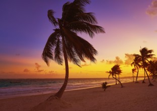 Tulum beach sunset palm tree in Riviera Maya at Mayan Mexico