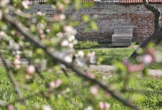 Wooden outdoor lounger on a historic wall, green meadow and blossoming fruit tree branches in