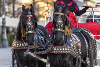 Horses with a carriage on the main square of Krakow in Poland