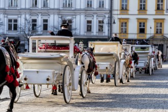 Horses with a carriage on the main square of Krakow in Poland