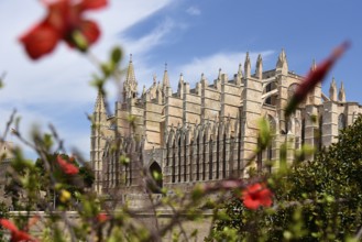 Red flowers in front of La Seu Cathedral, Old Town, Ciutat Antiga, Palma de Majorca, Majorca,