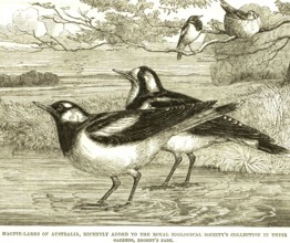 Lithographs magpie larks australia recently added royal zoological society's collection gardens