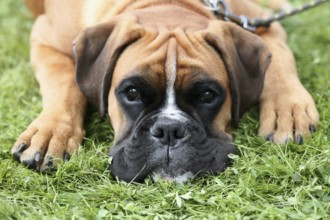 Sad Deutscher Boxer on a green grass lawn