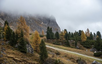 Autumn forest landscape at Passo Falzarego valley. Dolomite mountain range Italy. Fall season