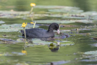 Coot (Fulica atra) searching for food among water lilies. Bas Rhin, Alsace, France, Europe
