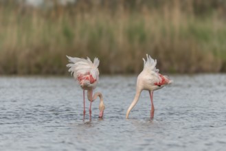 Two flamingos (Phoenicopterus roseus) eating in a pond in a natural reserve. Saintes Maries de la
