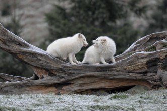 Two white foxes on tree trunk in snowy terrain, gelsenkirchen, germany